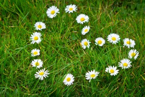 Mini Mops House Cleaning blog - things to love about spring - spring flowers
