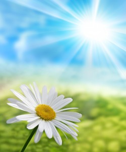 Spring flower to illustrate the Mini Mops House Cleaning blog about optimism