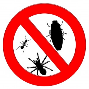 No Bugs Here image to illustrate 9 Tips to Protect Your Home and Family from Pests article on the Mini Mops House Cleaning blog